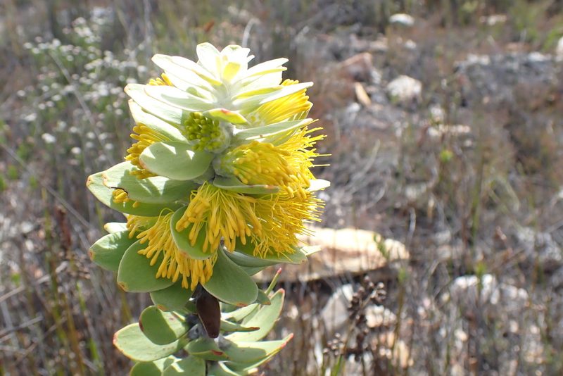 Mimetes chrysanthus, photographed by Di Turner