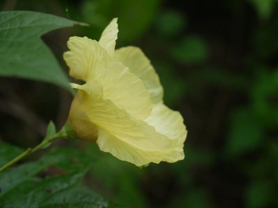 Azanza lampas, photographed by Dinesh Valke