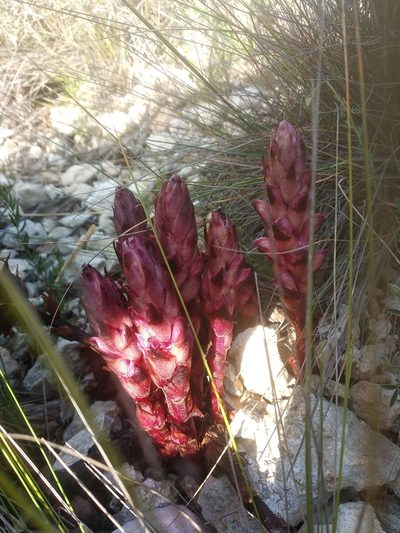 Orobanche latisquama, photographed by Javier Eusamio