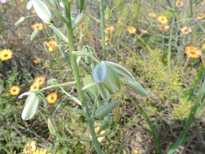 Albuca canadensis, photographed by Peter Warren