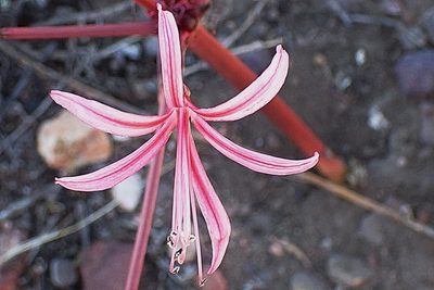 Brunsvigia nervosa, photographed by Di Turner
