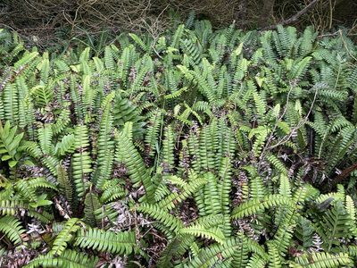 Austroblechnum durum, photographed by nick_goldwater