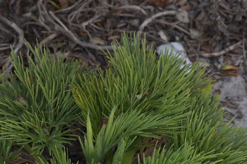 Aciphylla dieffenbachii, photographed by Christopher Stephens