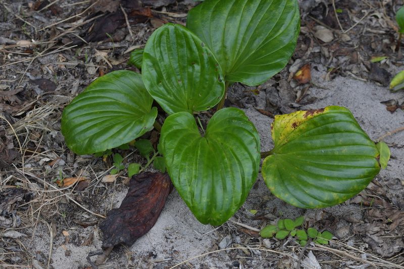 Myosotidium hortensia, photographed by Christopher Stephens