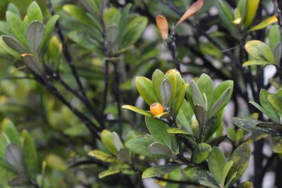 Corokia macrocarpa, photographed by Christopher Stephens