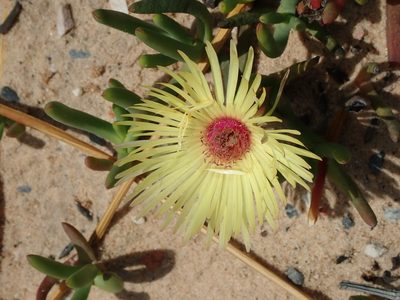 Cephalophyllum tricolorum, photographed by Peter Warren