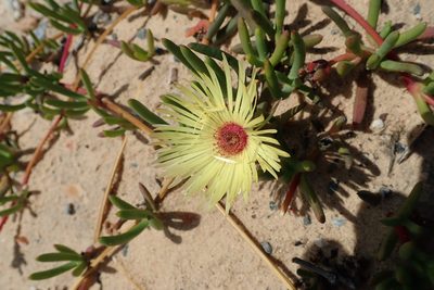 Cephalophyllum tricolorum, photographed by Peter Warren