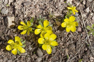 Eranthis cilicica, photographed by Kristof Zyskowski