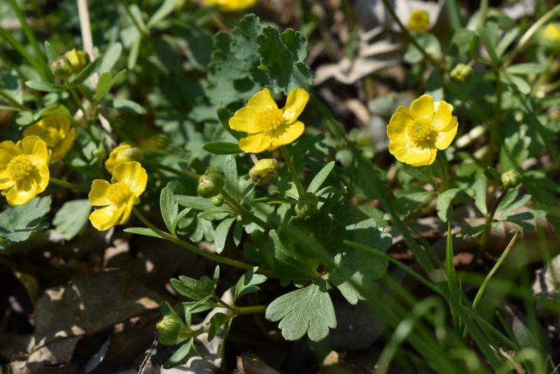 Ranunculus franchetii, photographed by Repina Tatyana