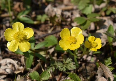 Ranunculus franchetii, photographed by Repina Tatyana