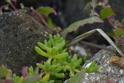 Disphyma papillatum, photographed by Christopher Stephens