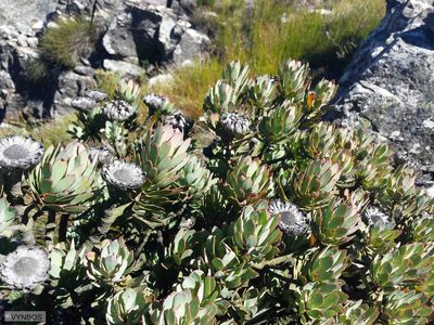 Protea rupicola, photographed by Chris Vynbos