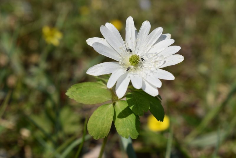 Anemonoides raddeana, photographed by Repina Tatyana