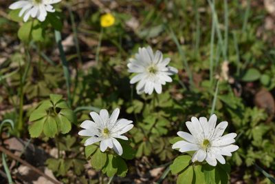 Anemonoides raddeana, photographed by Repina Tatyana