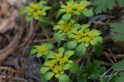 Chrysosplenium pilosum, photographed by Repina Tatyana