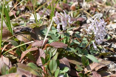 Corydalis repens, photographed by Repina Tatyana
