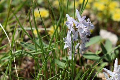 Corydalis repens, photographed by Repina Tatyana