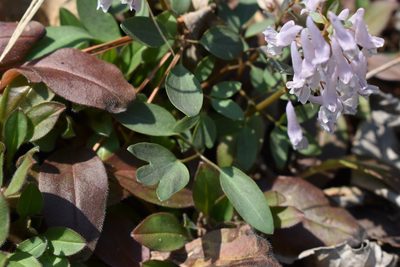 Corydalis repens, photographed by Repina Tatyana