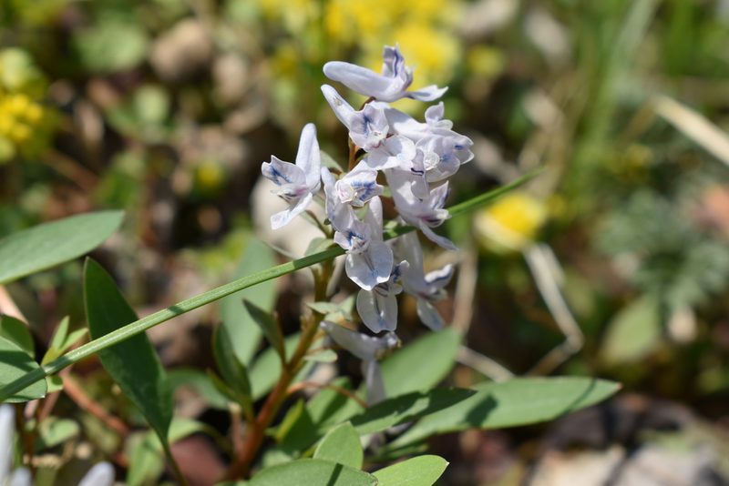 Corydalis repens, photographed by Repina Tatyana