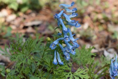 Corydalis fumariifolia, photographed by Repina Tatyana