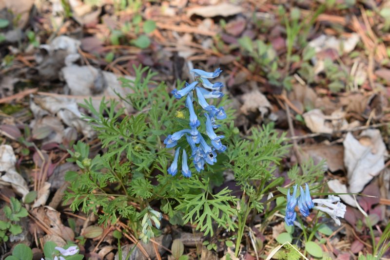 Corydalis fumariifolia, photographed by Repina Tatyana
