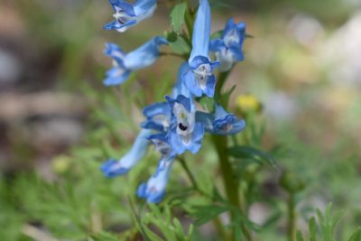 Corydalis fumariifolia, photographed by Repina Tatyana