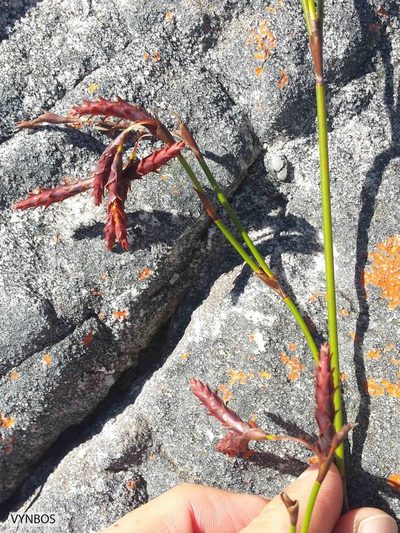 Staberoha vaginata, photographed by Chris Vynbos