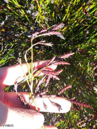 Staberoha vaginata, photographed by Chris Vynbos