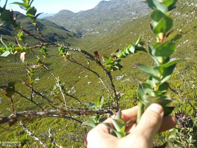 Cliffortia denticulata, photographed by Chris Vynbos