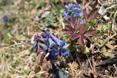Corydalis turtschaninovii, photographed by Repina Tatyana