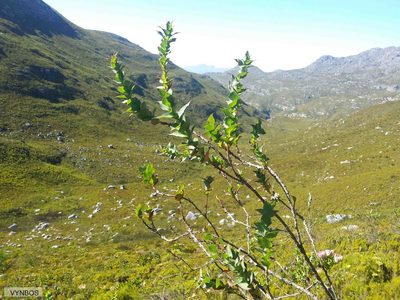 Cliffortia denticulata, photographed by Chris Vynbos