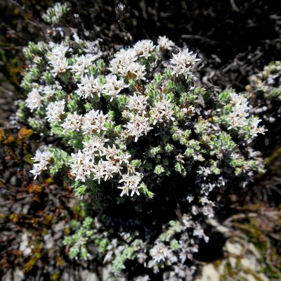 Metalasia strictifolia, photographed by Di Turner