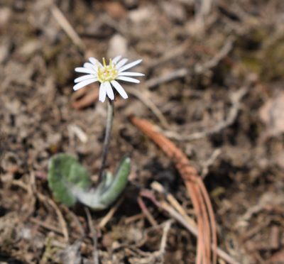 Leibnitzia anandria, photographed by Repina Tatyana