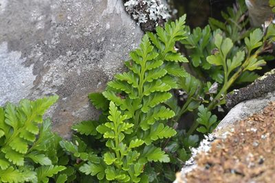 Asplenium chathamense, photographed by Christopher Stephens