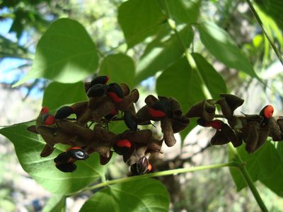 Rhynchosia precatoria, photographed by Franceli Macedo