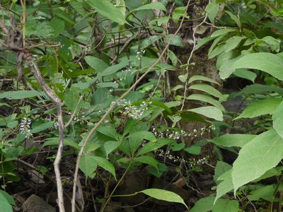 Sohmaea laxiflora, photographed by Dinesh Valke