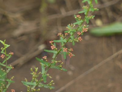 Ammannia multiflora, photographed by Dinesh Valke