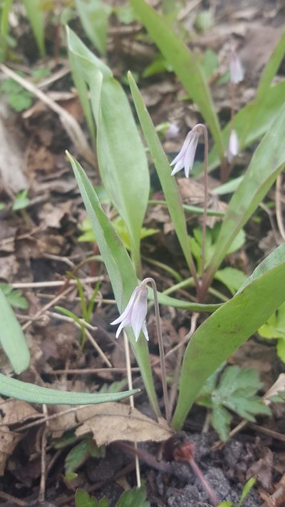 Erythronium propullans, photographed by Norma Malinowski