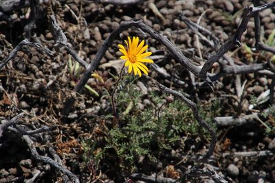Norlindhia amplectens, photographed by Tony Rebelo