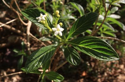 Eumachia microdon, photographed by Brian Oakes Haiti Hunter