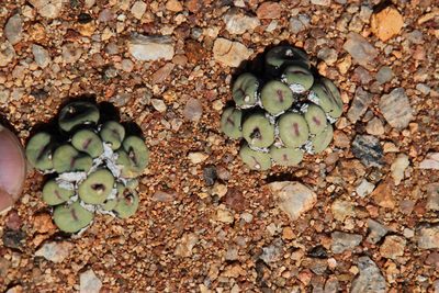 Conophytum pageae, photographed by Tony Rebelo