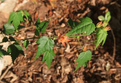 Pavonia punctata, photographed by Brian Oakes Haiti Hunter