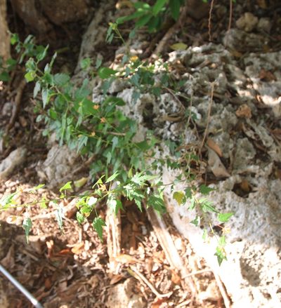 Pavonia punctata, photographed by Brian Oakes Haiti Hunter