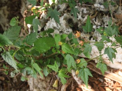 Pavonia punctata, photographed by Brian Oakes Haiti Hunter
