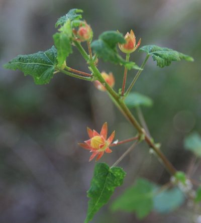 Pavonia punctata, photographed by Brian Oakes Haiti Hunter