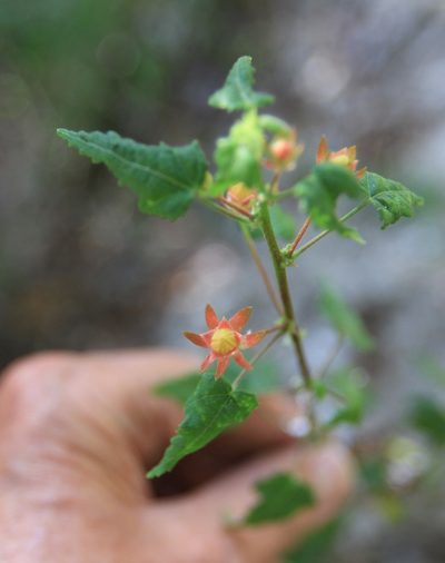 Pavonia punctata, photographed by Brian Oakes Haiti Hunter