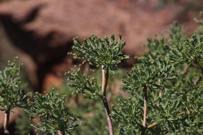 Othonna divaricata, photographed by Tony Rebelo