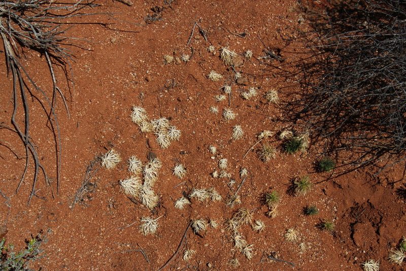 Eriospermum multifidum, photographed by Tony Rebelo