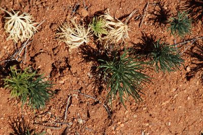 Eriospermum multifidum, photographed by Tony Rebelo