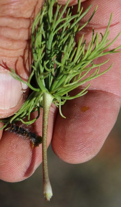 Eriospermum multifidum, photographed by Tony Rebelo